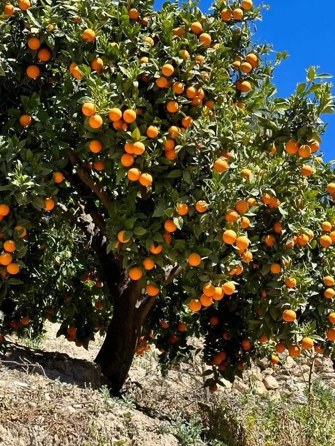 Cortijo El Pino Retreat Bed & Breakfast Albunuelas